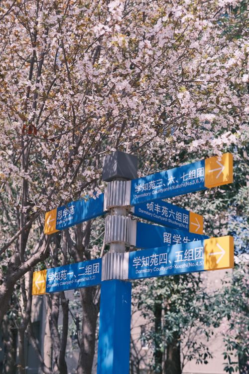 Free Directional sign under cherry blossoms in Chengdu, capturing a vibrant spring scene with blue and yellow signs. Stock Photo