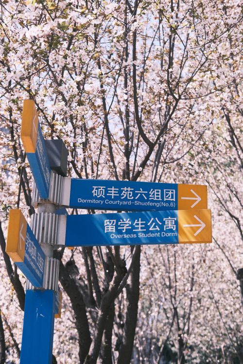 Free Cherry blossoms and blue directional signs in Chengdu's Shufeng area during springtime. Stock Photo