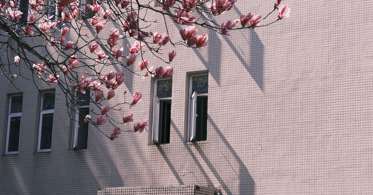 Spring Tree near Building Wall · Free Stock Photo