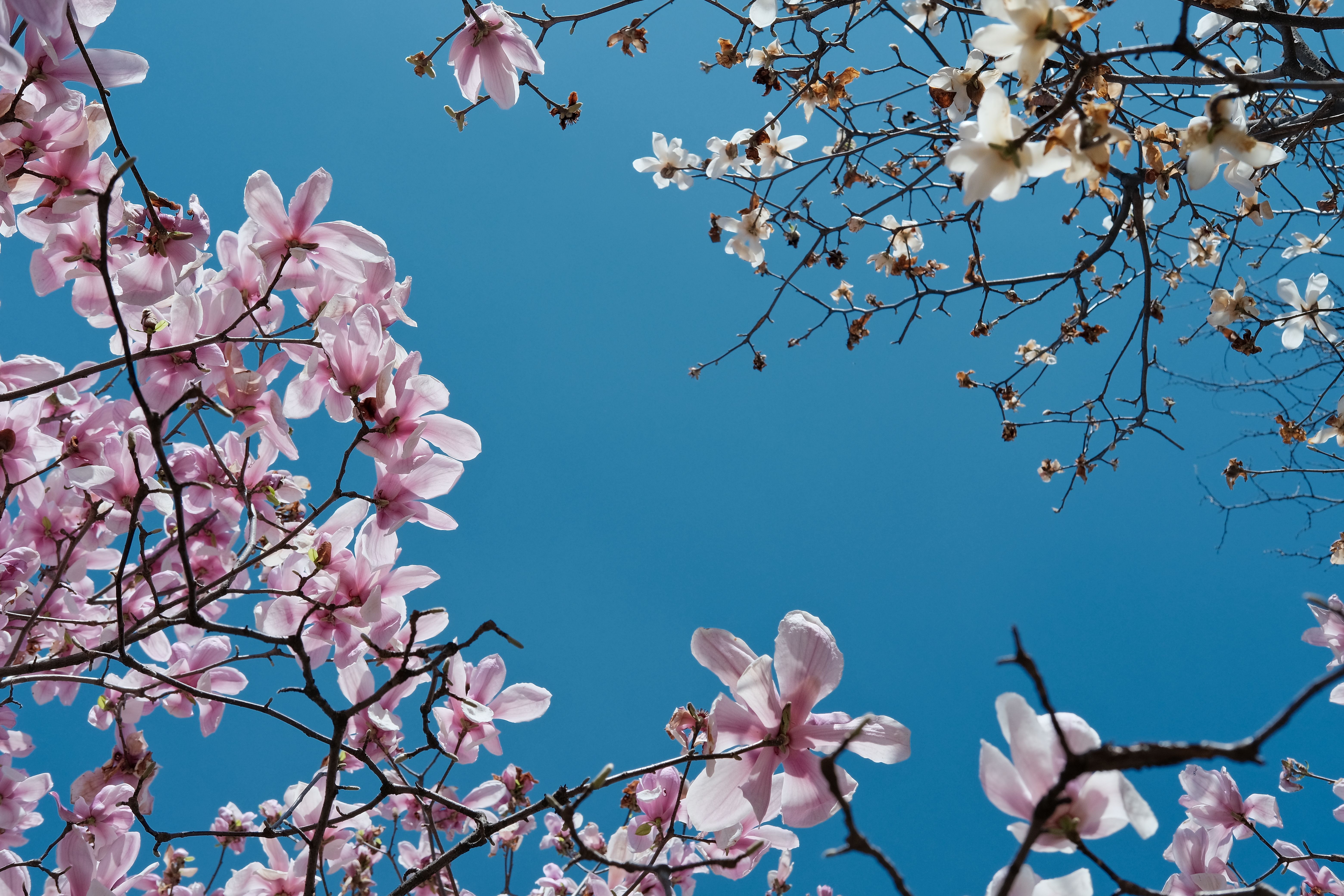 Beautiful pink magnolia flowers blooming against a vivid blue sky in Chengdu, China.