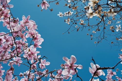 Kostenloses Stock Foto zu äste, blühen, blüten