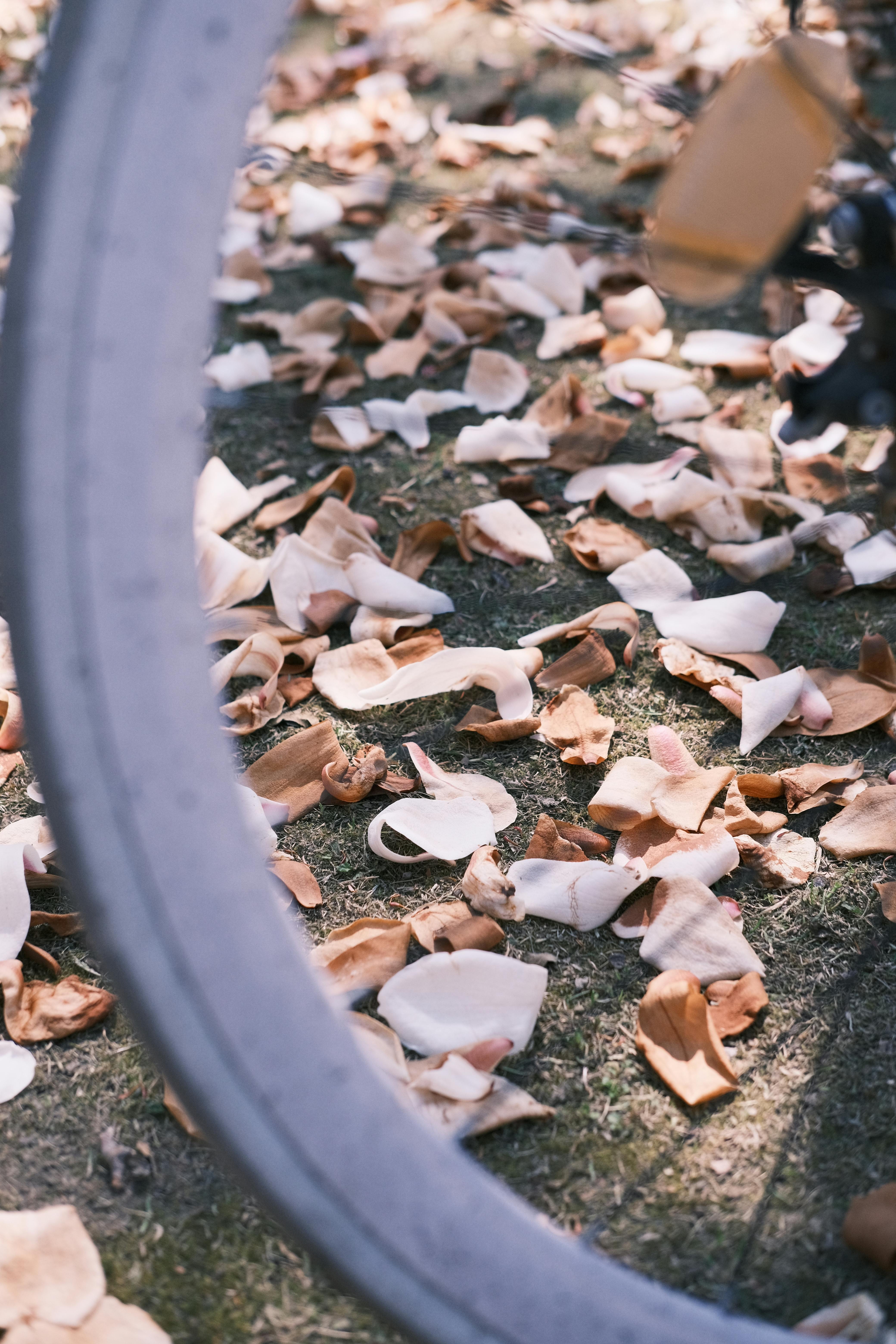Close-up of fallen autumn leaves on the ground through a bicycle wheel in Chengdu, China.