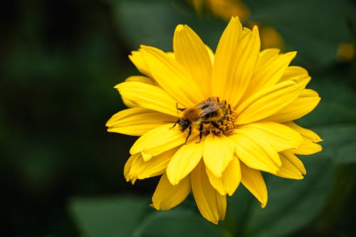 honeybee on a large yellow flower