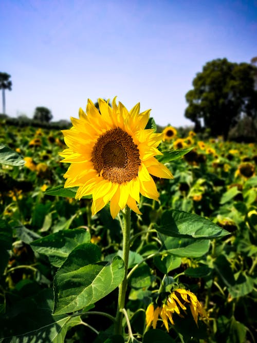 Gratis stockfoto met bloemen, fabrieken, gele bloemblaadjes