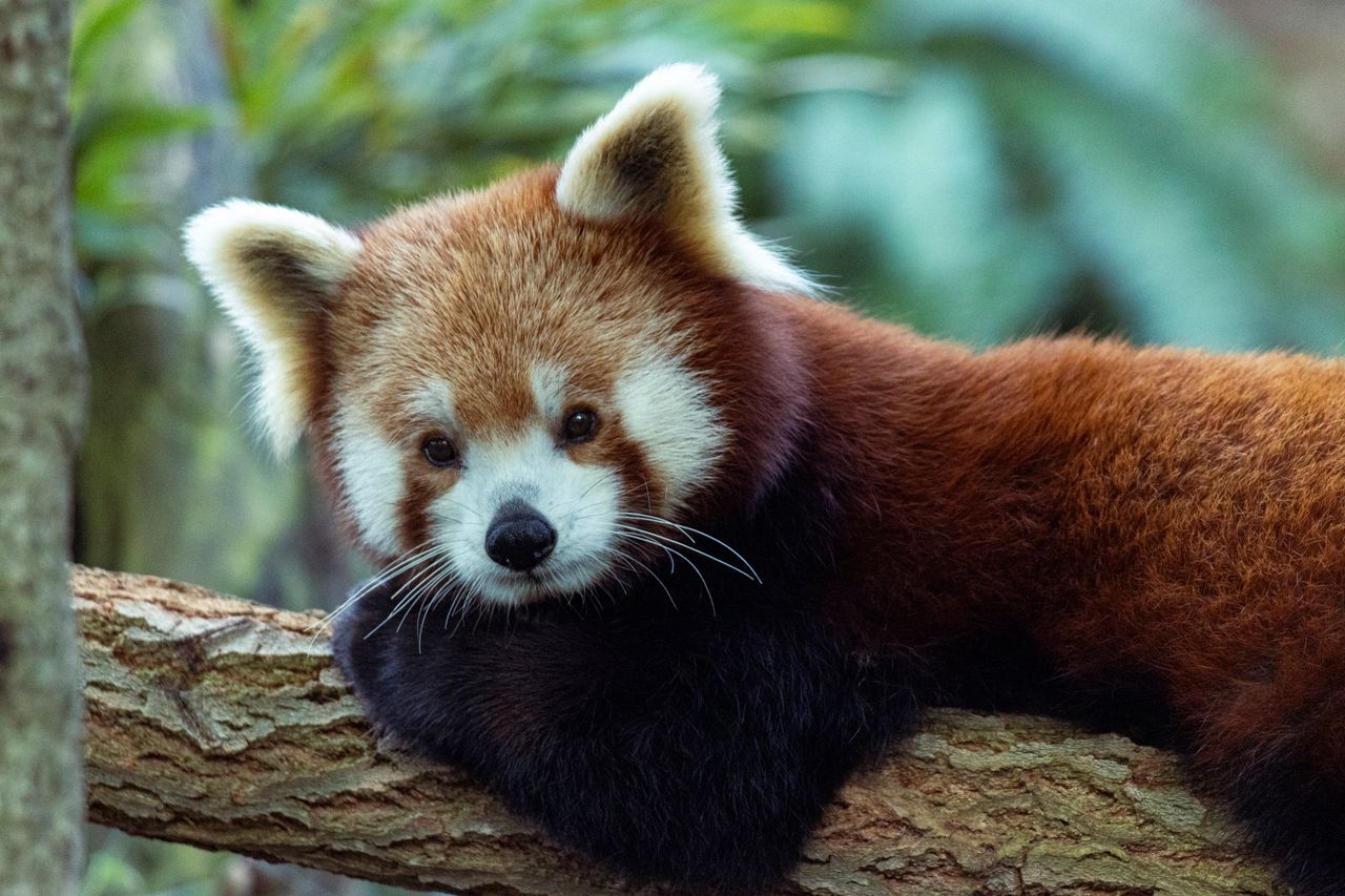 close up of a cute red panda lounging on a tree branch in a natural se