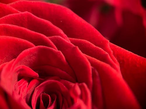 Free stock photo of passion, red, rose
