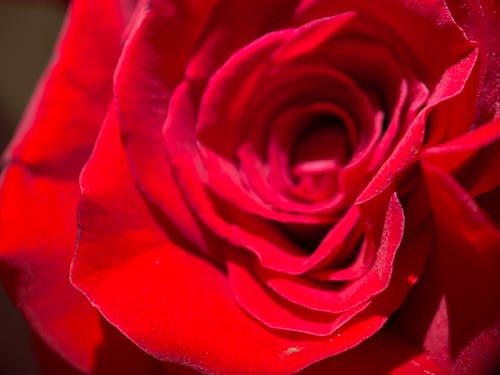 Foto d'estoc gratuïta de flor, rosa, vermell