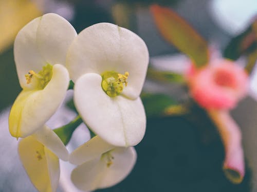 Foto d'estoc gratuïta de begonia, flors, macro