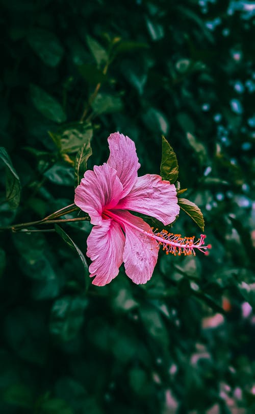 Immagine gratuita di crescita, fiore rosa, fioritura