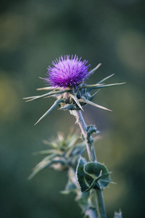 A thistle flower with purple petals and green leaves