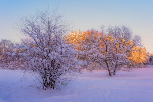 가린, 감기, 겨울의 무료 스톡 사진