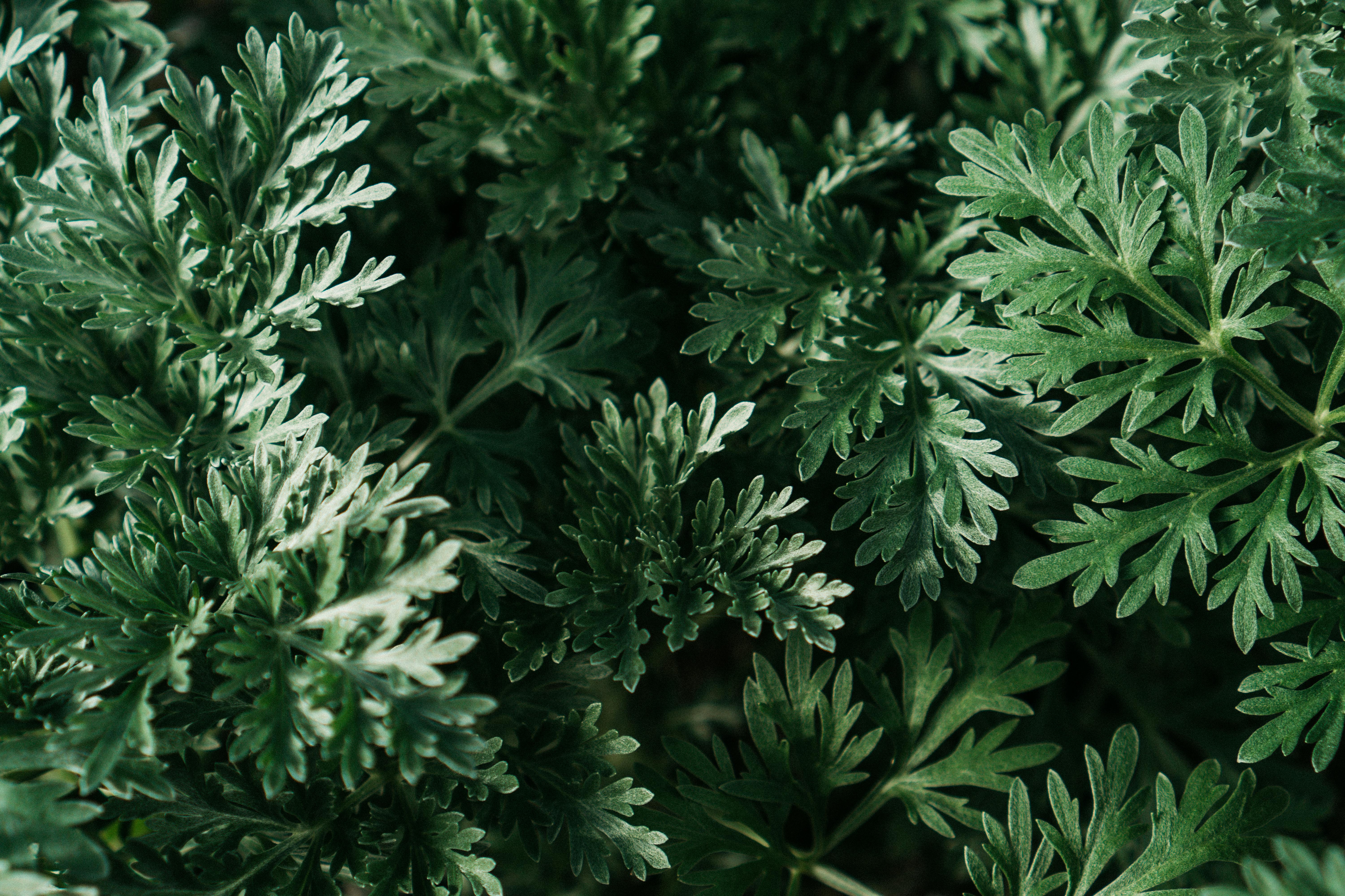 Secrets of Black Wormwood: Organic Gardener’s Friend or Foe?