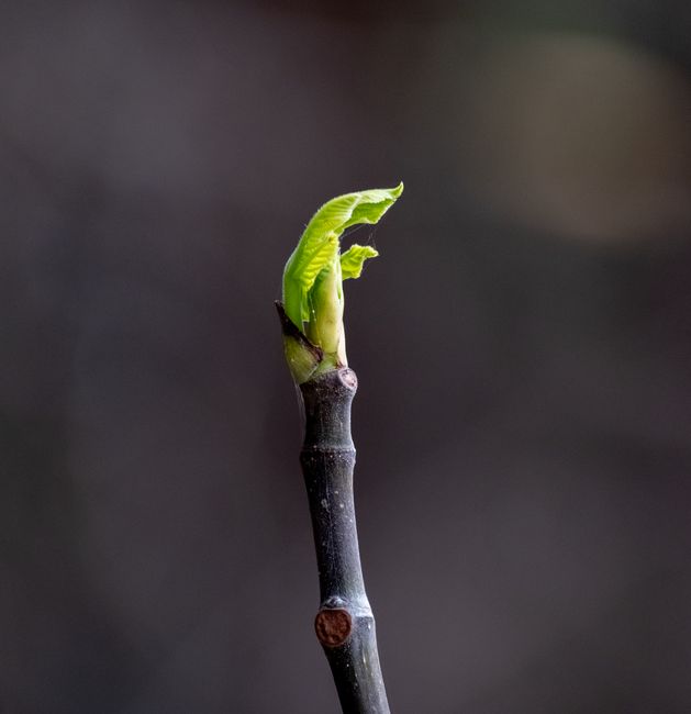 Fotomural Toma macro de una nueva hoja verde brotando de una rama de árbol, simbolizando crecimiento.