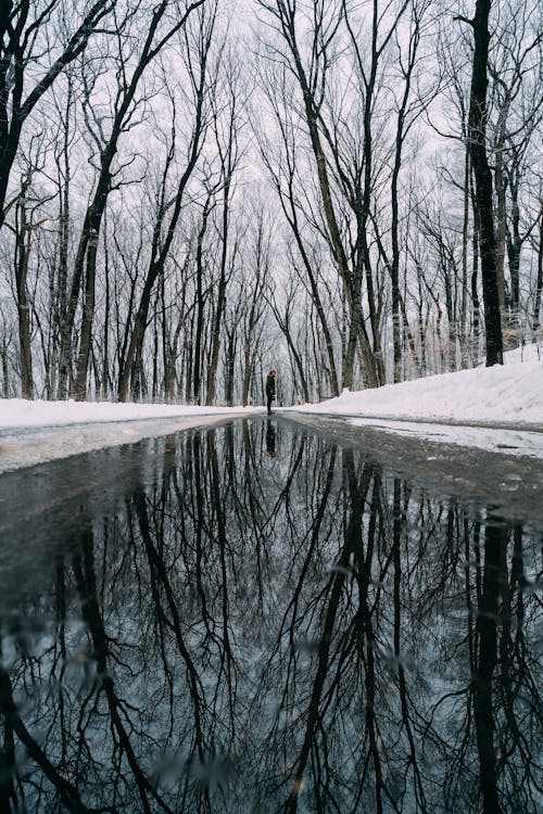 Person Standing Between Bare Trees