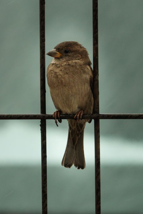 Free Detailed close-up of a sparrow perched on a metal rail with a soft-focus background. Stock Photo