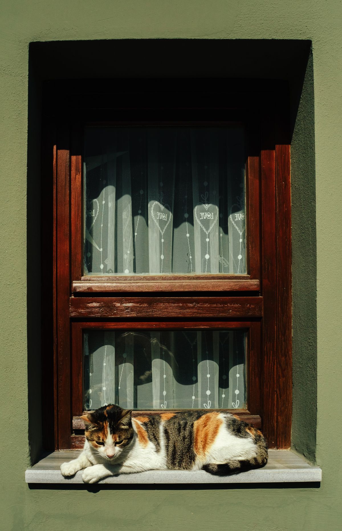 Cat Sneezing After an Essential Oil Diffuser: Toxic? What to Do in the First 60 Minutes