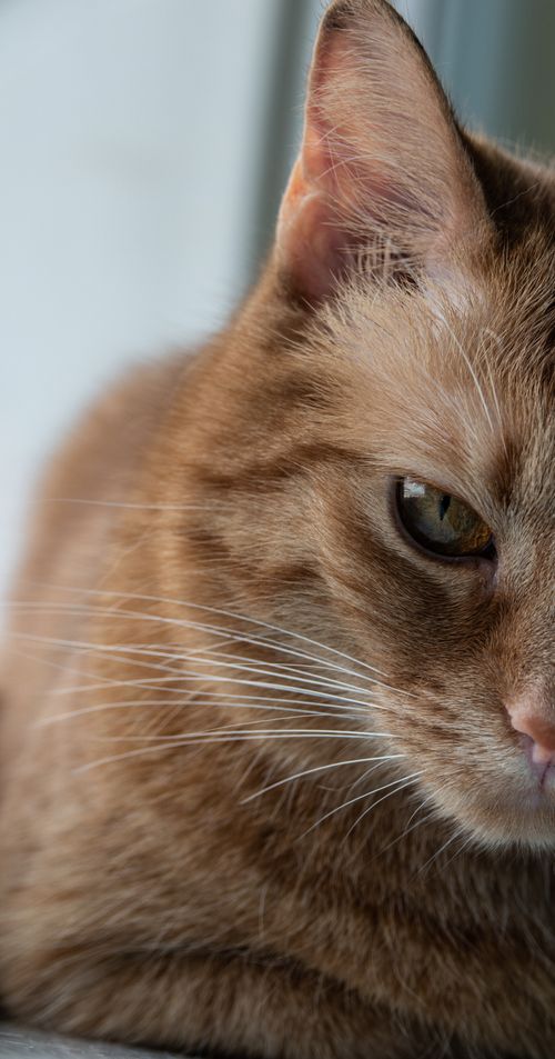 Free Intimate close-up of an adorable orange tabby cat with striking whiskers. Stock Photo