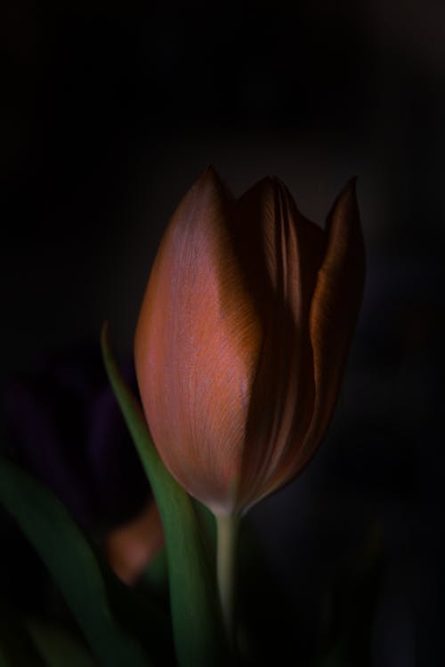 A close up of a single orange tulip