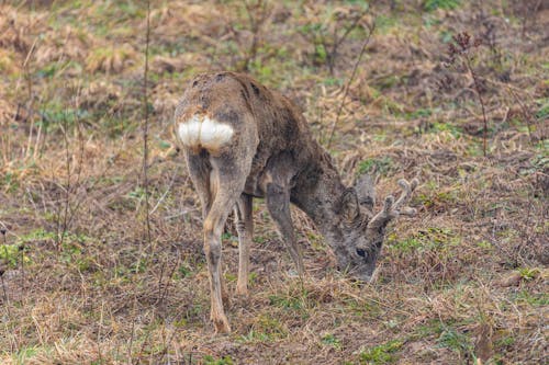 動物攝影, 哺乳動物, 田 的 免費圖庫相片