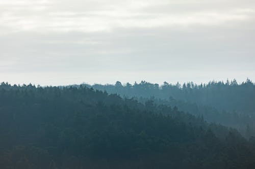 Gratis stockfoto met Bos, landschap, mist