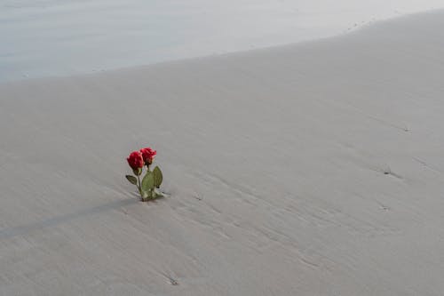 Photos gratuites de désert, fleurs, histoire d'amour