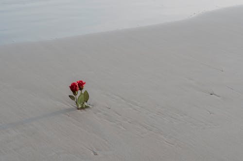 Gratis lagerfoto af blomst, ferie, fodaftryk