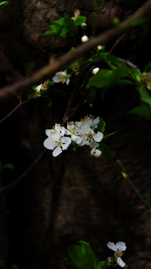春天壁紙, 春天的花朵, 樹 的 免費圖庫相片