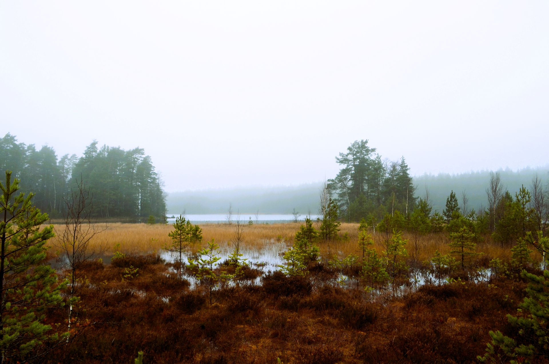 Beautiful misty landscape in Teijo, Finland featuring a marsh, trees, and a serene atmosphere.