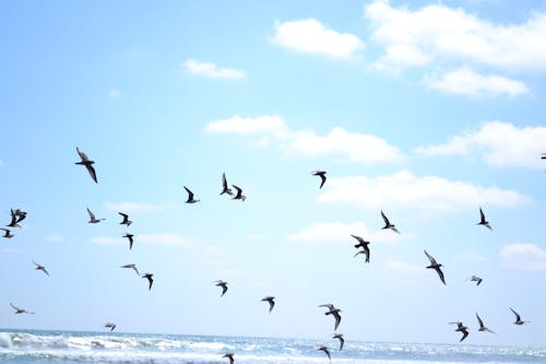 Бесплатное стоковое фото с морская птица