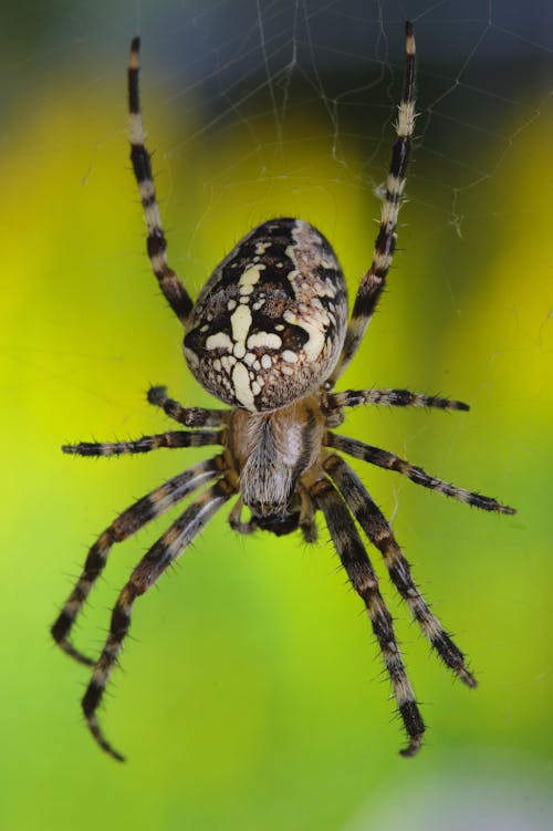Gratis arkivbilde med dyrefotografering, dyreverdenfotografier, europeisk hage edderkopp