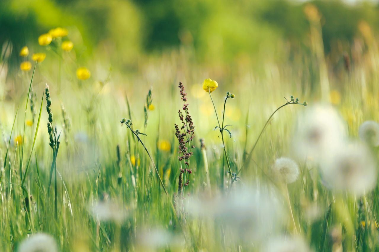 a lush meadow in bloom during spring with a variety of wildflowers and