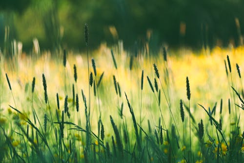 Ilmainen kuvapankkikuva tunnisteilla aamu, allergia, aurinko