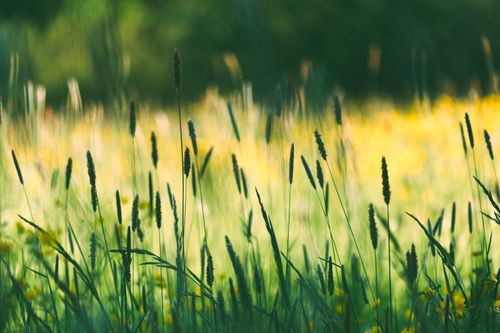 Free Lush green meadow with backlit grasses and wildflowers in spring sunlight. Stock Photo