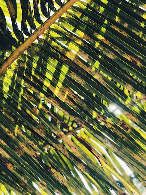 Leaf of a Palm Tree