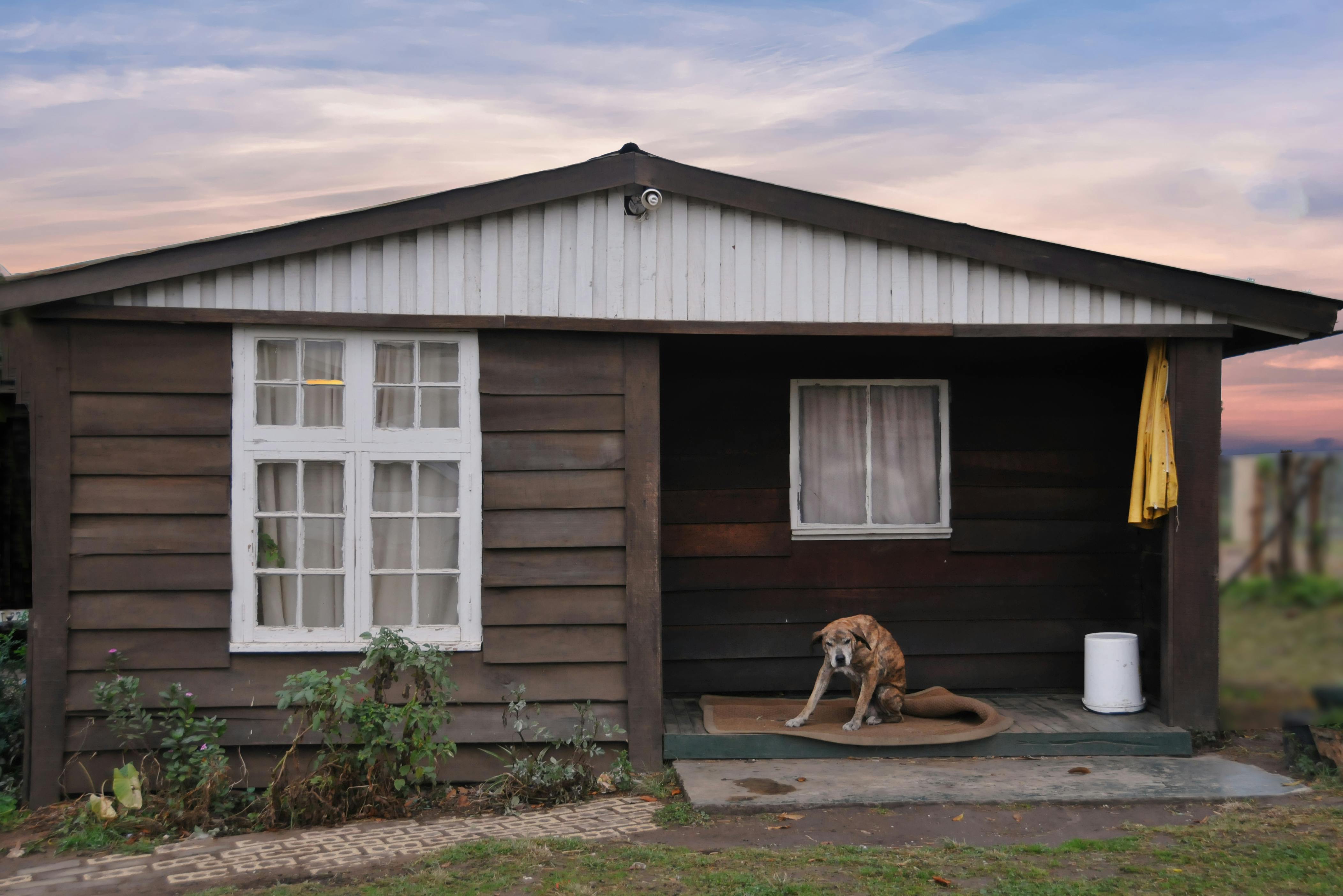 Photo Of A Dog On The Porch · Free Stock Photo