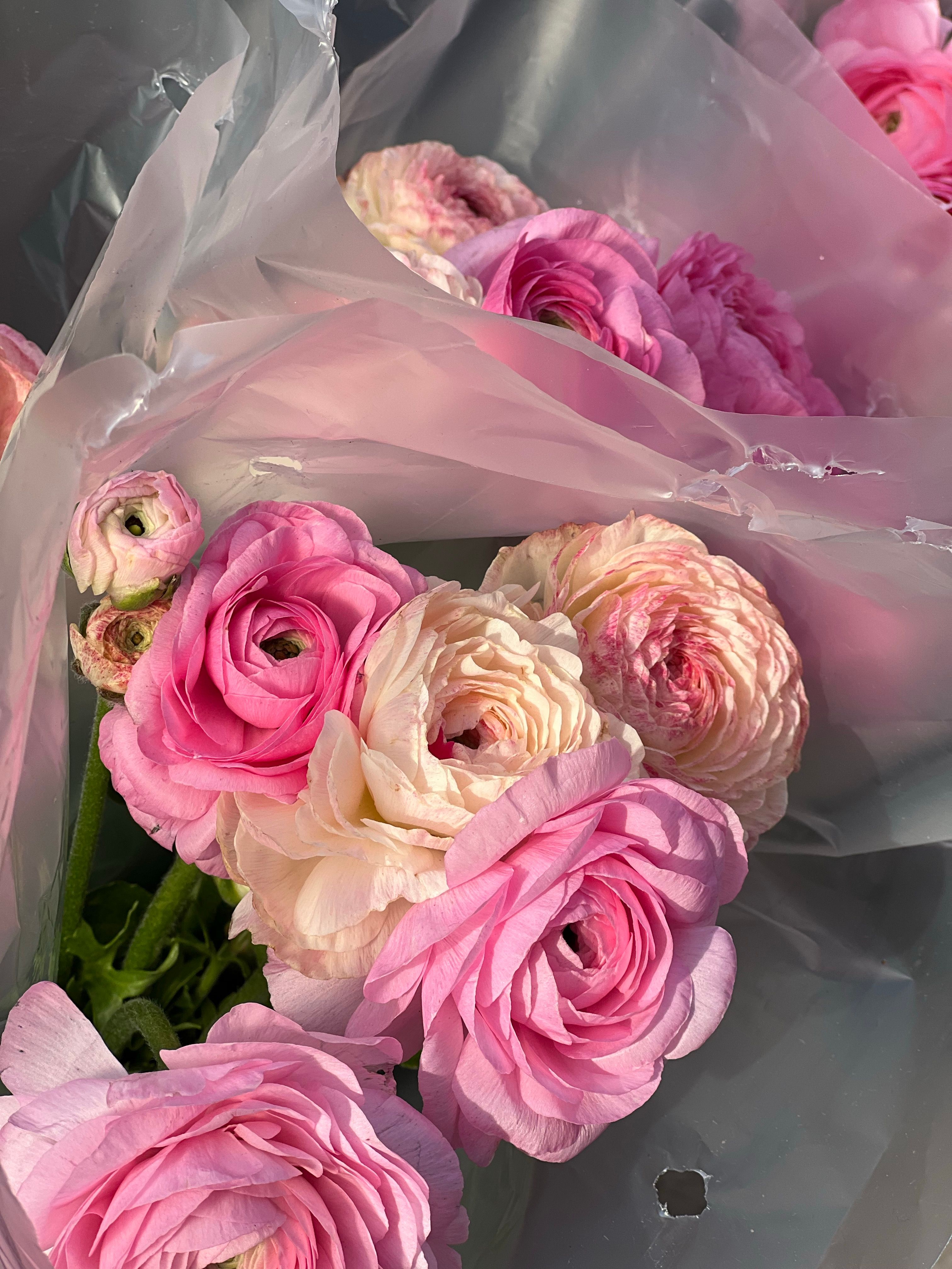 Close-up of a beautiful pink and white ranunculus bouquet wrapped in delicate paper.