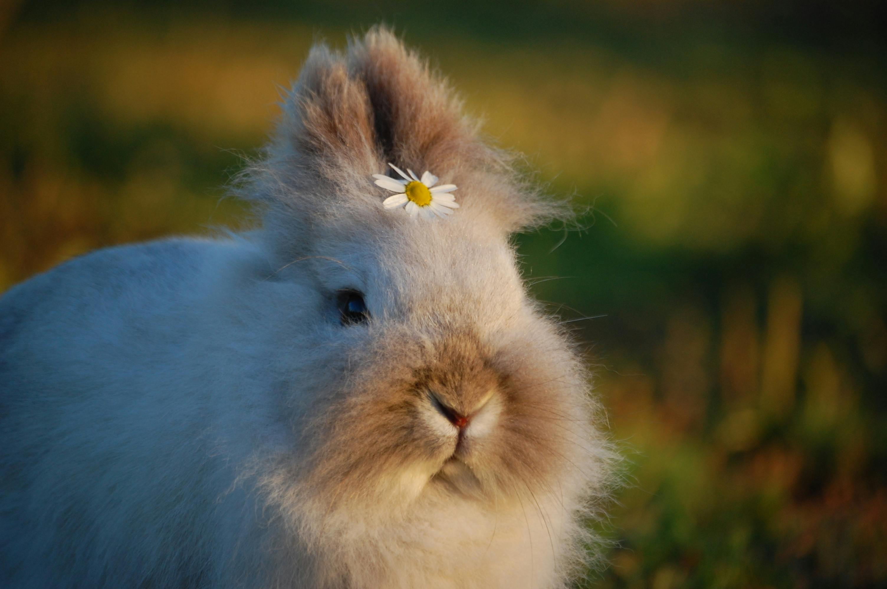 HD wallpaper: rabbit, flowers, spring, easter, bunny, white rabbit |  Wallpaper Flare