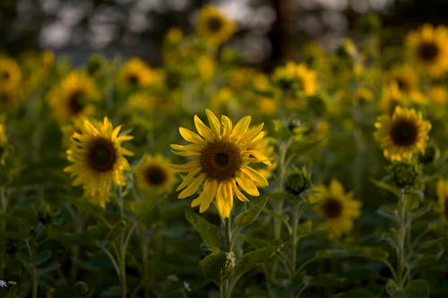 Imagine de stoc gratuită din câmp, centrale, floarea-soarelui