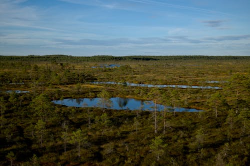 A view of a marshy area with trees and water