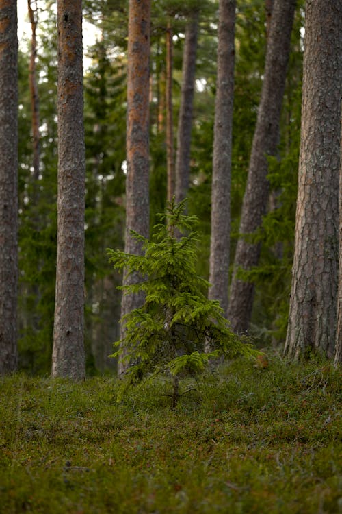 Gratis stockfoto met Bos, evergreen, jonge boom