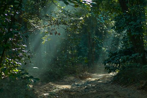 Free Serene forest path illuminated by sunbeams in lush Nelliampathi, Kerala, India. Stock Photo