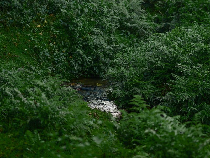 Fern-filled forest stream flowing through dense tropical greenery