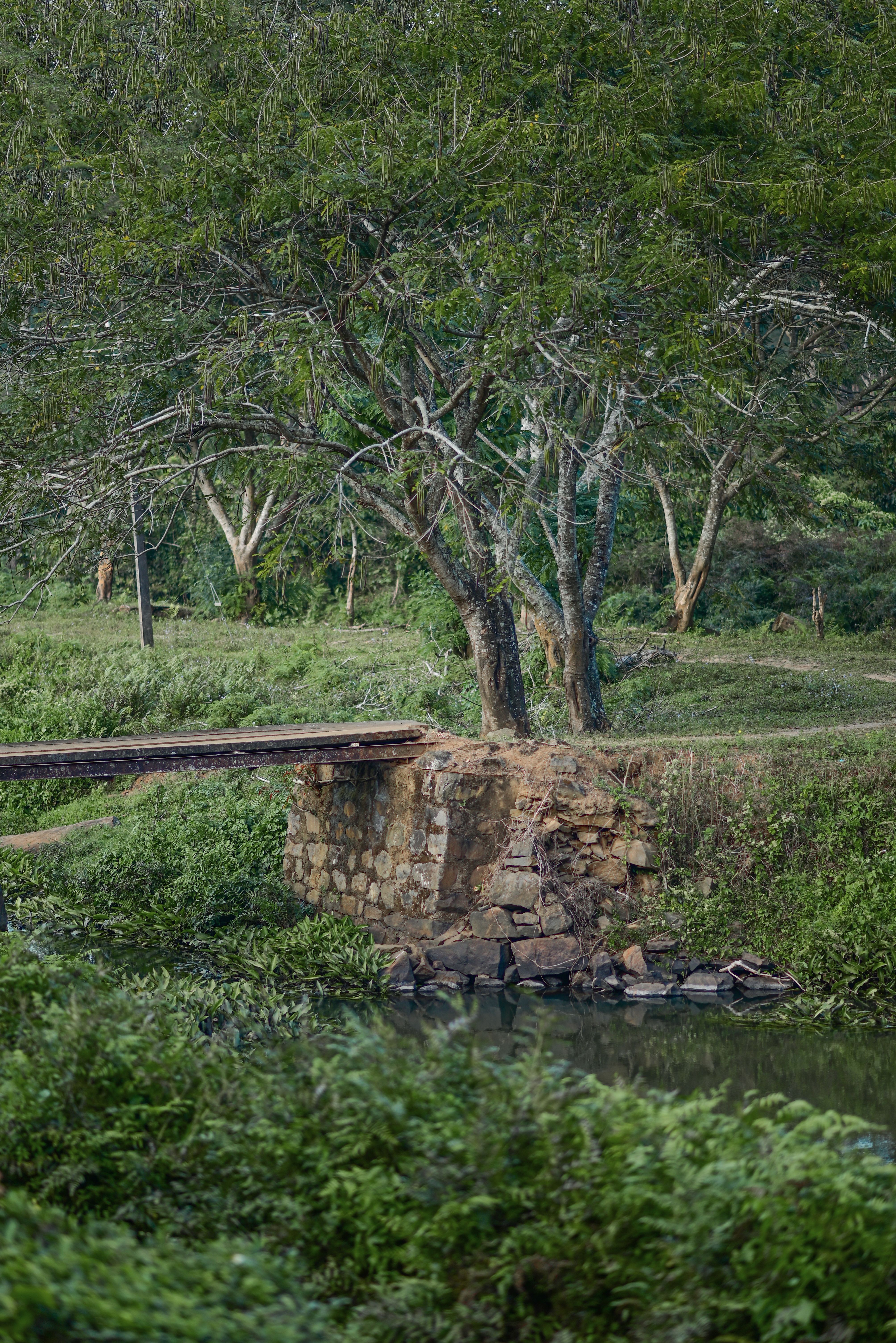 Trees and Footbridge over Stream · Free Stock Photo