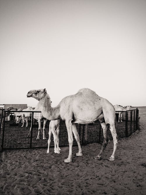 ファーム, フェンス, ラクダの無料の写真素材
