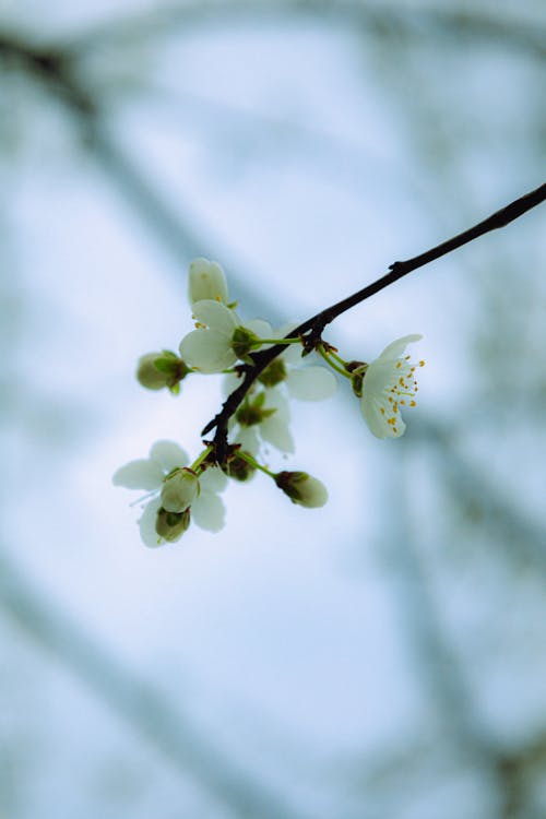 Бесплатное стоковое фото с белый, вертикальный выстрел, весна