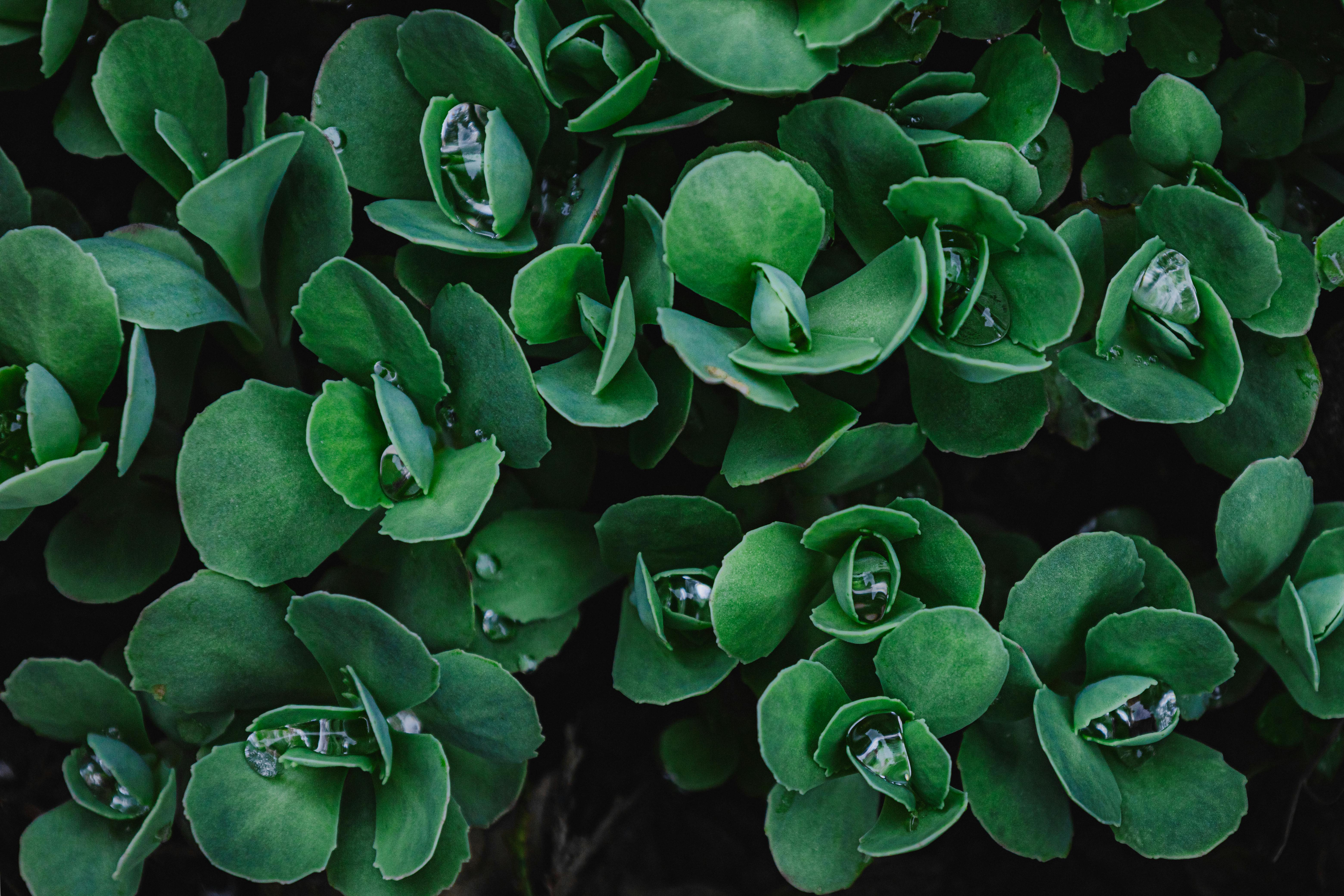 The Conservatives’ green shoots of recovery are clear. Judge us by what we do next — Photo by Marina Chueshkova on Pexels