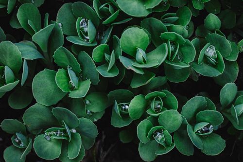 Free Close-up of fresh green leaves with dew droplets, showcasing lush foliage in Budapest, Hungary. Stock Photo