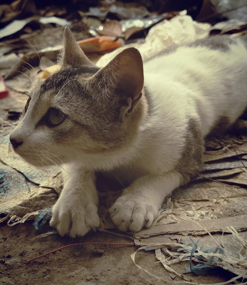 고양이 눈, 고양이 얼굴, 동물의 무료 스톡 사진