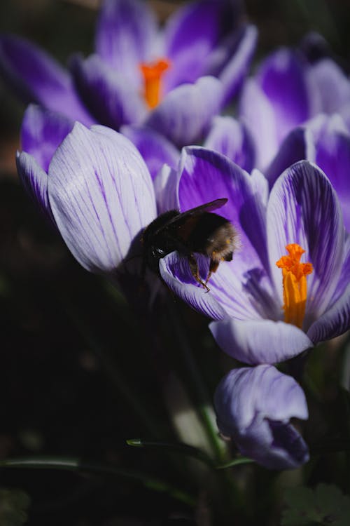 Darmowe zdjęcie z galerii z fioletowy, fotografia przyrodnicza, fotografia zwierzęcia