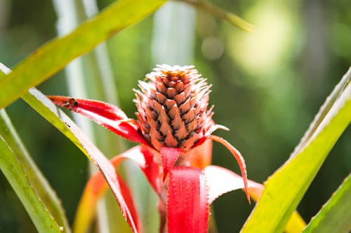 Kostnadsfri bild av ananas, exotisk, löv